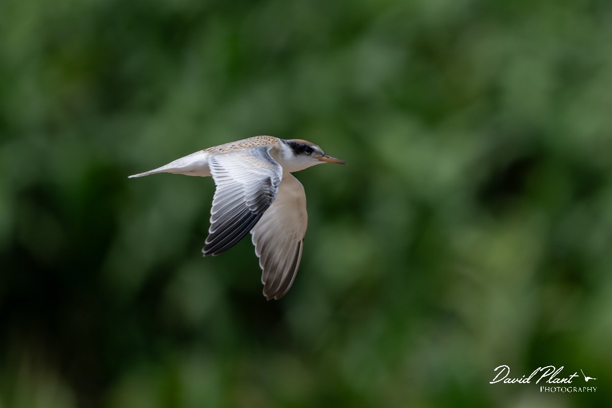 DPPhotography - Pantanal - Yellow-billed tern - B.jpg - Yellow-billed tern - Pantanal, Brazil