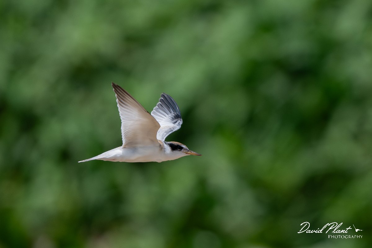 DPPhotography - Pantanal - Yellow-billed tern - C.jpg - Yellow-billed tern - Pantanal, Brazil