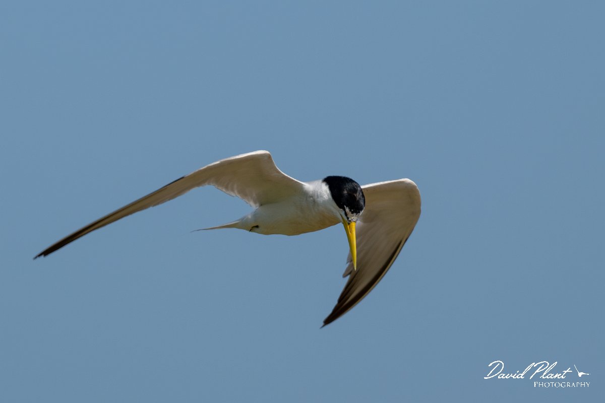 DPPhotography - Pantanal - Yellow-billed tern - D.jpg - Yellow-billed tern - Pantanal, Brazil