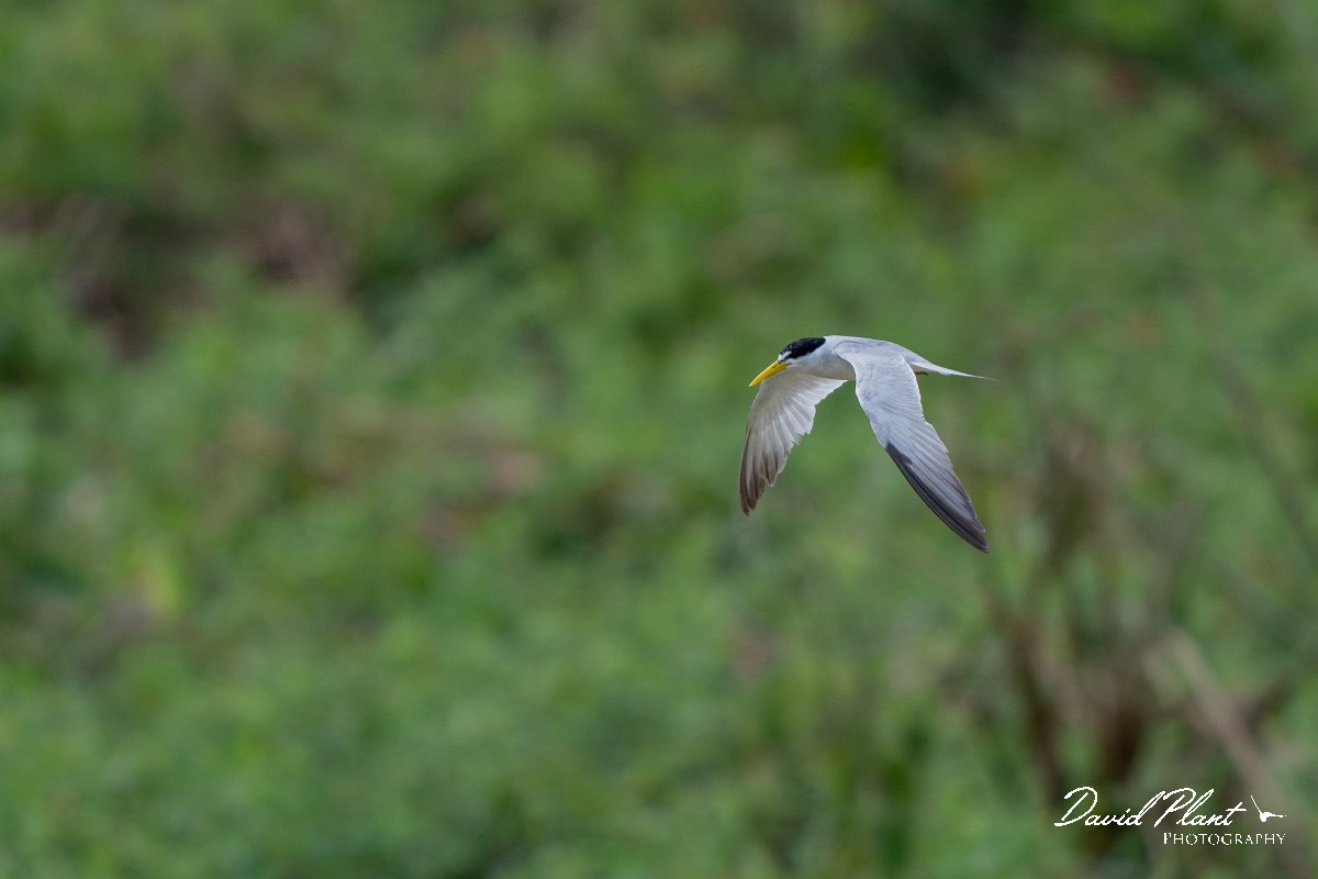 DPPhotography - Pantanal - Yellow-billed tern - E.jpg - Yellow-billed tern - Pantanal, Brazil