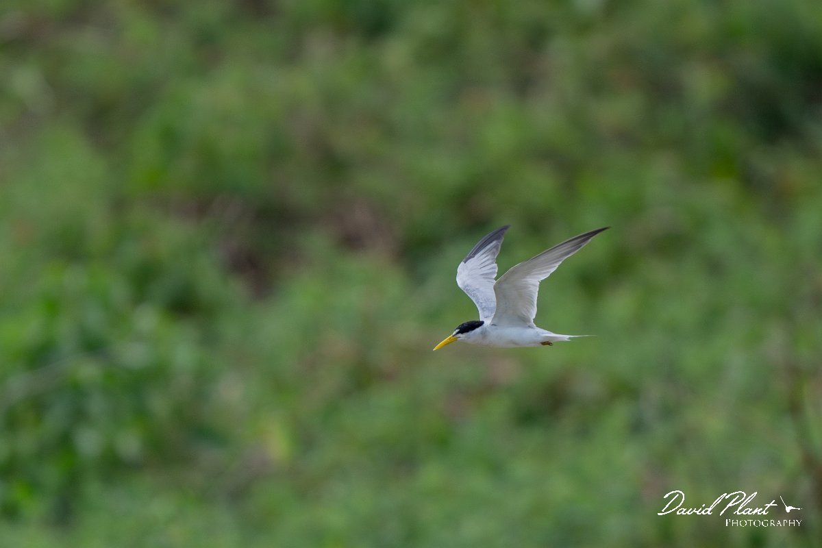 DPPhotography - Pantanal - Yellow-billed tern - F.jpg - Yellow-billed tern - Pantanal, Brazil
