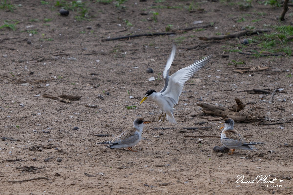 DPPhotography - Pantanal - Yellow-billed tern - G.jpg - Yellow-billed tern - Pantanal, Brazil