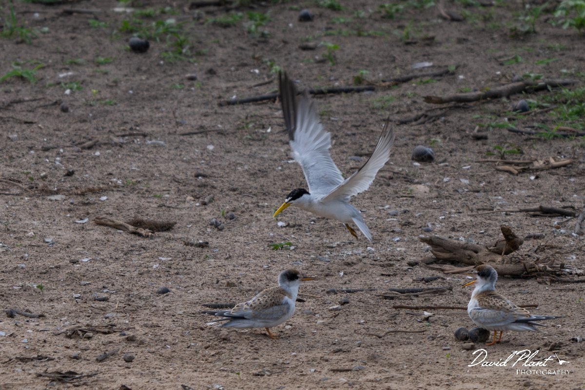 DPPhotography - Pantanal - Yellow-billed tern - H.jpg - Yellow-billed tern - Pantanal, Brazil