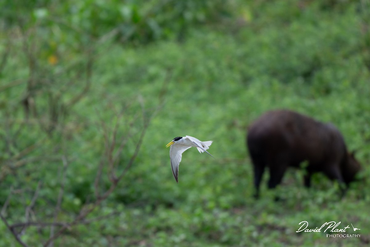 DPPhotography - Pantanal - Yellow-billed tern - I.jpg - Yellow-billed tern - Pantanal, Brazil
