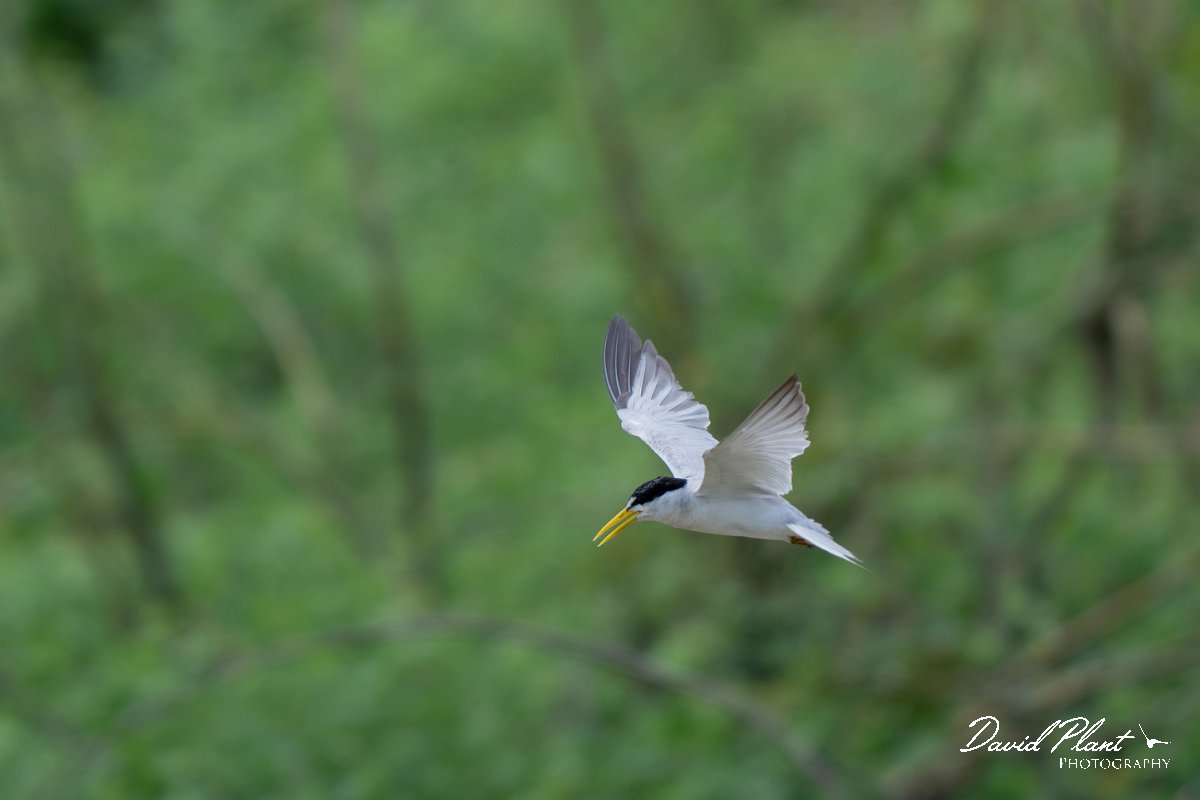 DPPhotography - Pantanal - Yellow-billed tern - J.jpg - Yellow-billed tern - Pantanal, Brazil