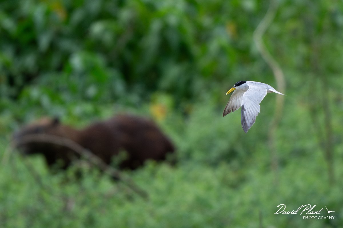 DPPhotography - Pantanal - Yellow-billed tern - K.jpg - Yellow-billed tern - Pantanal, Brazil