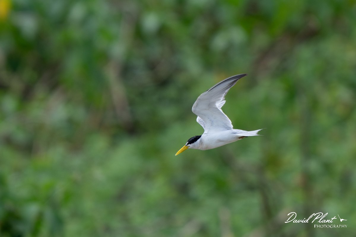 DPPhotography - Pantanal - Yellow-billed tern - L.jpg - Yellow-billed tern - Pantanal, Brazil