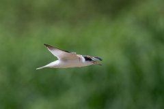 DPPhotography - Pantanal - Yellow-billed tern - A