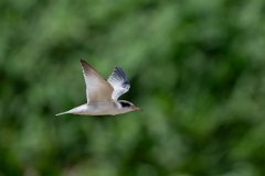 DPPhotography - Pantanal - Yellow-billed tern - C
