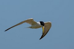 DPPhotography - Pantanal - Yellow-billed tern - D