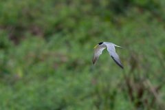 DPPhotography - Pantanal - Yellow-billed tern - E