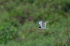 DPPhotography - Pantanal - Yellow-billed tern - F