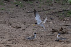 DPPhotography - Pantanal - Yellow-billed tern - H
