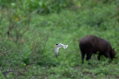 DPPhotography - Pantanal - Yellow-billed tern - I