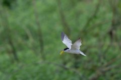 DPPhotography - Pantanal - Yellow-billed tern - J