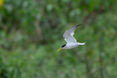 DPPhotography - Pantanal - Yellow-billed tern - L