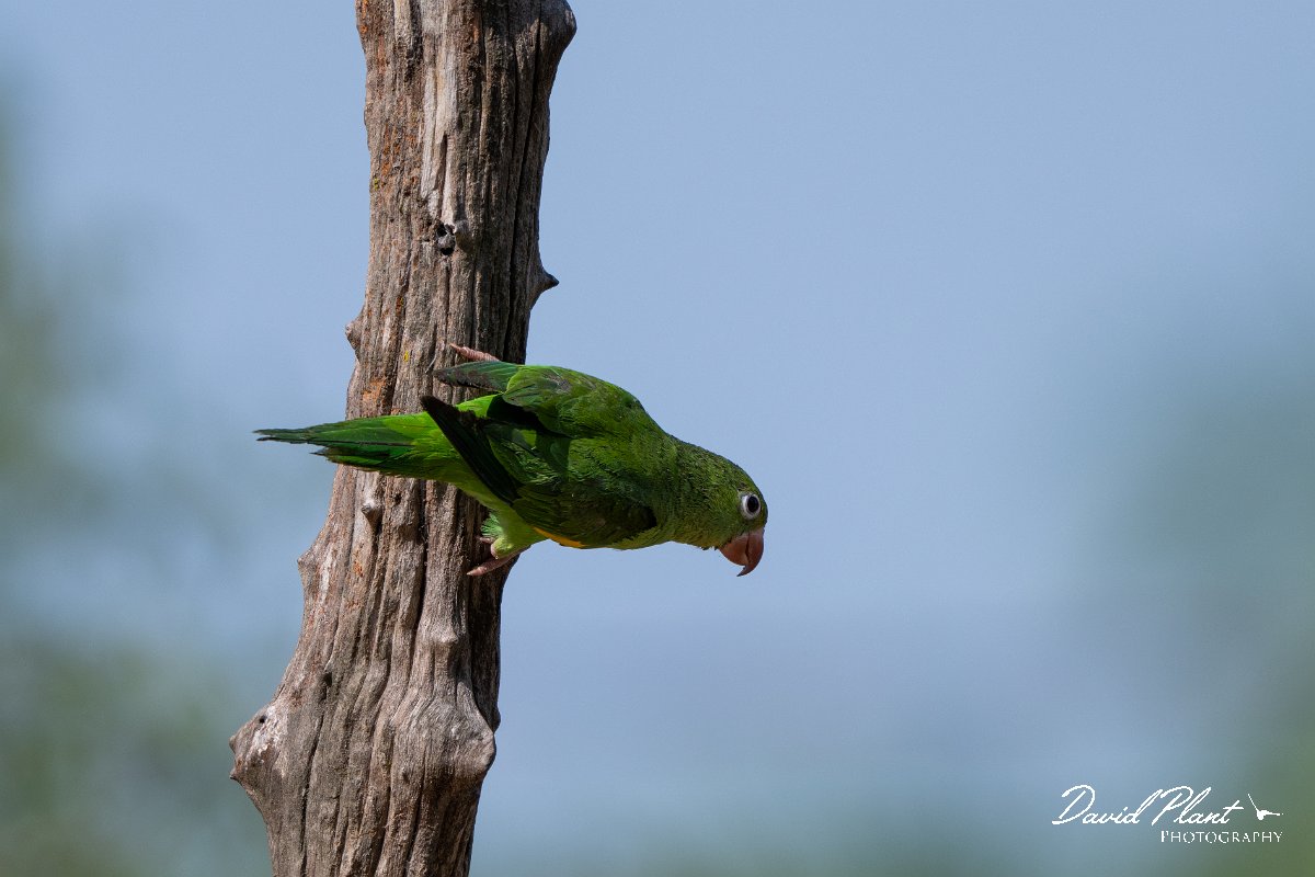 DPPhotography - Pantanal - Yellow-chevroned parakeet - A.jpg - Yellow-chevroned parakeet - Pantanal, Brazil