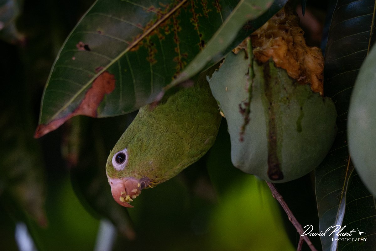 DPPhotography - Pantanal - Yellow-chevroned parakeet - C.jpg - Yellow-chevroned parakeet - Pantanal, Brazil