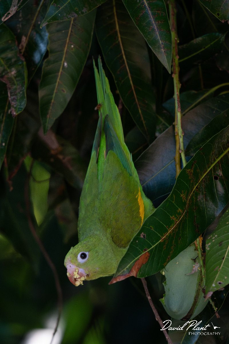DPPhotography - Pantanal - Yellow-chevroned parakeet - D.jpg - Yellow-chevroned parakeet - Pantanal, Brazil