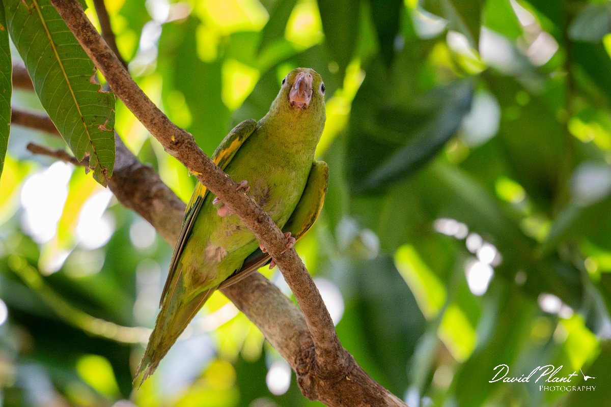 DPPhotography - Pantanal - Yellow-chevroned parakeet - E.jpg - Yellow-chevroned parakeet - Pantanal, Brazil