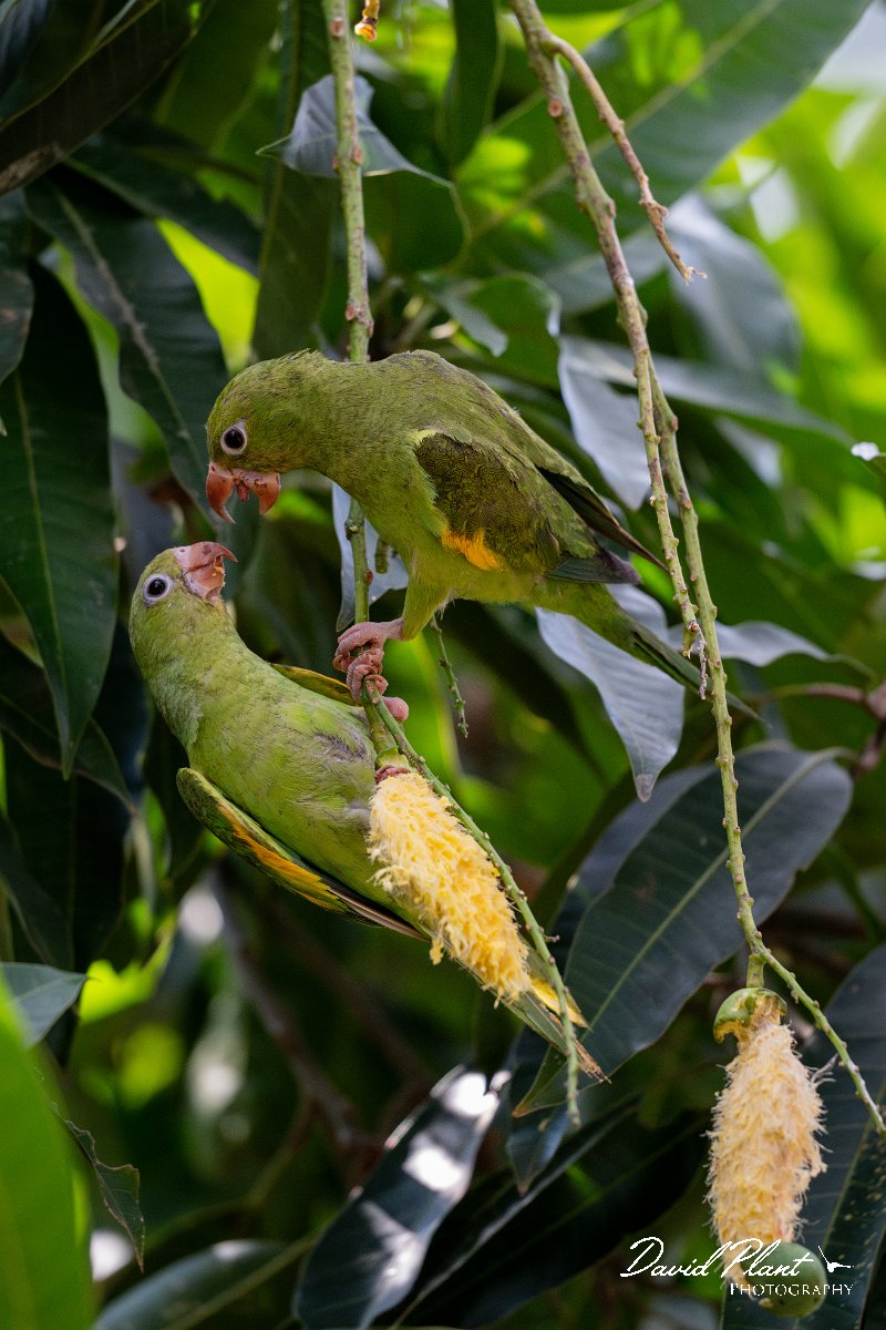 DPPhotography - Pantanal - Yellow-chevroned parakeet - H.jpg - Yellow-chevroned parakeet - Pantanal, Brazil
