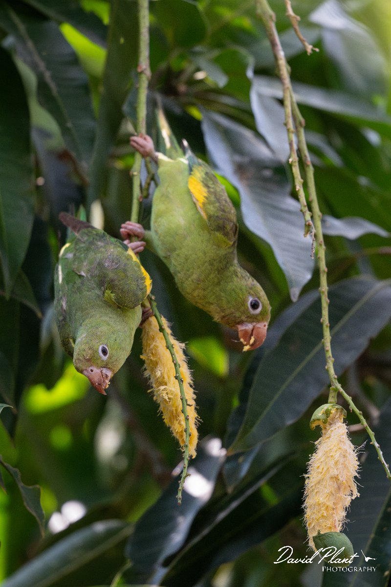 DPPhotography - Pantanal - Yellow-chevroned parakeet - J.jpg - Yellow-chevroned parakeet - Pantanal, Brazil