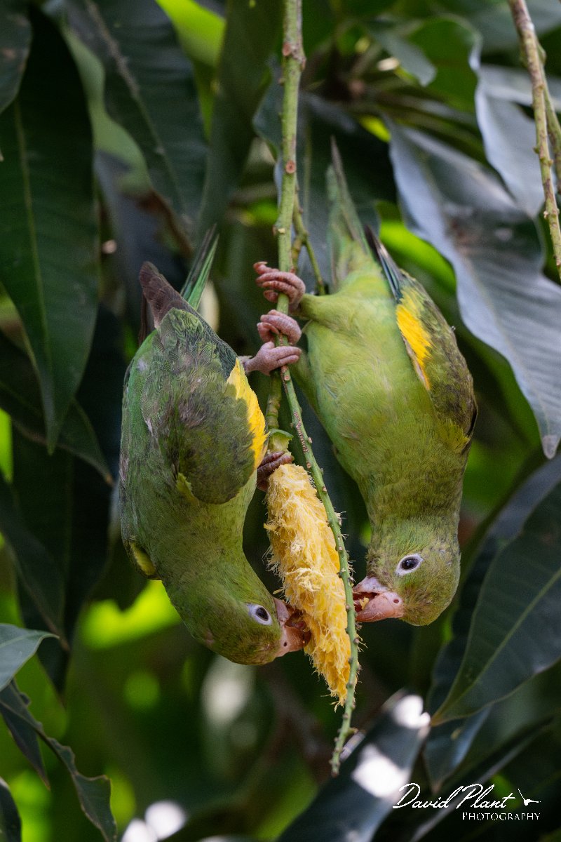 DPPhotography - Pantanal - Yellow-chevroned parakeet - K.jpg - Yellow-chevroned parakeet - Pantanal, Brazil