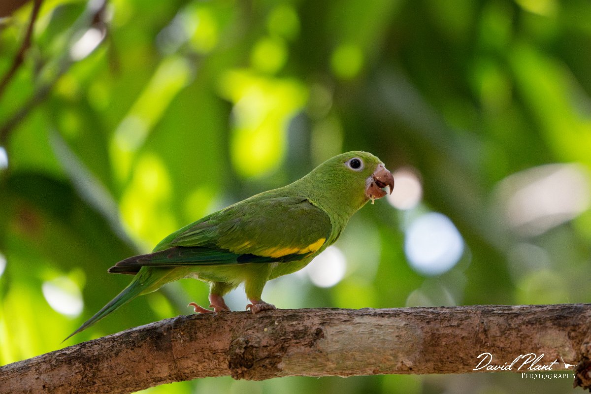 DPPhotography - Pantanal - Yellow-chevroned parakeet - L.jpg - Yellow-chevroned parakeet - Pantanal, Brazil