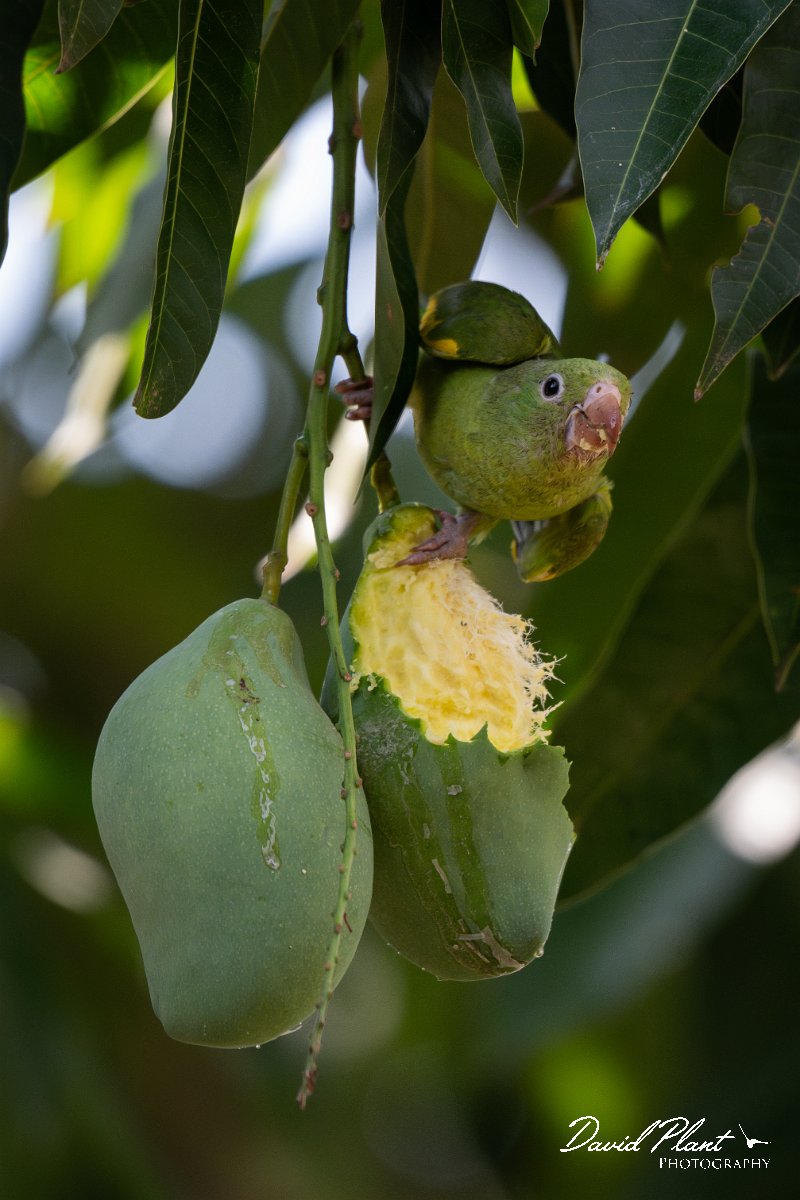 DPPhotography - Pantanal - Yellow-chevroned parakeet - N.jpg - Yellow-chevroned parakeet - Pantanal, Brazil