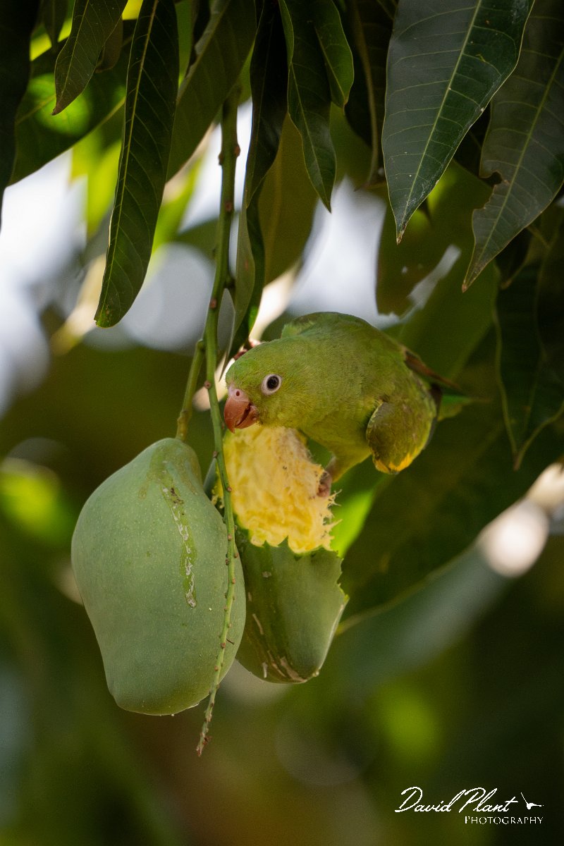 DPPhotography - Pantanal - Yellow-chevroned parakeet - O.jpg - Yellow-chevroned parakeet - Pantanal, Brazil
