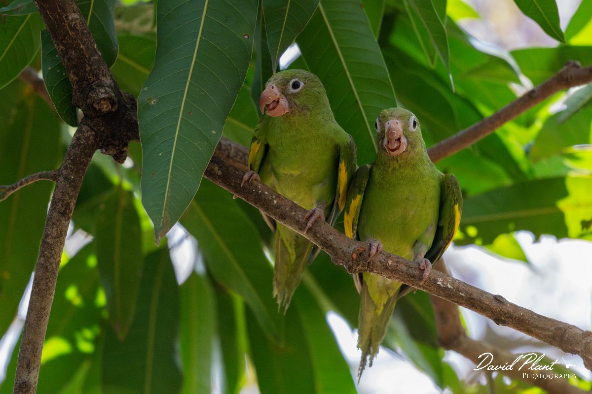 DPPhotography - Pantanal - Yellow-chevroned parakeet - P.jpg - Yellow-chevroned parakeet - Pantanal, Brazil