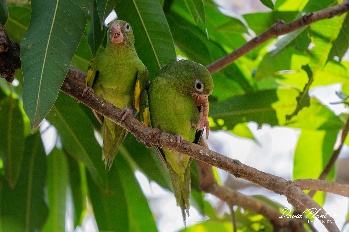 DPPhotography - Pantanal - Yellow-chevroned parakeet - Q.jpg - Yellow-chevroned parakeet - Pantanal, Brazil