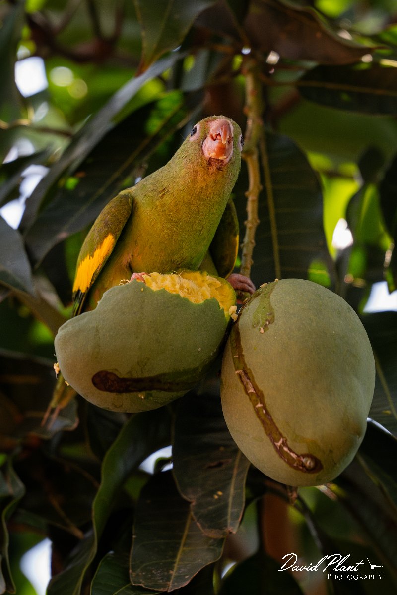 DPPhotography - Pantanal - Yellow-chevroned parakeet - R.jpg - Yellow-chevroned parakeet - Pantanal, Brazil