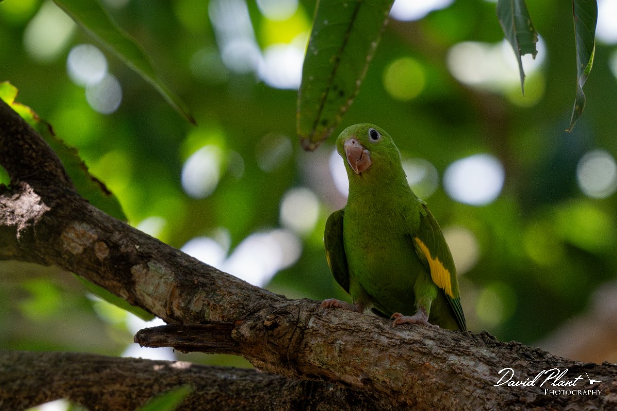 DPPhotography - Pantanal - Yellow-chevroned parakeet - T.jpg - Yellow-chevroned parakeet - Pantanal, Brazil