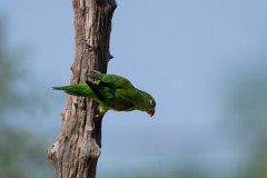 DPPhotography - Pantanal - Yellow-chevroned parakeet - A