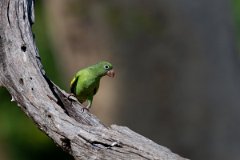 DPPhotography - Pantanal - Yellow-chevroned parakeet - B