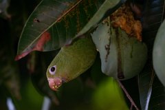DPPhotography - Pantanal - Yellow-chevroned parakeet - C