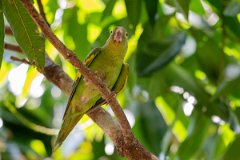 DPPhotography - Pantanal - Yellow-chevroned parakeet - E