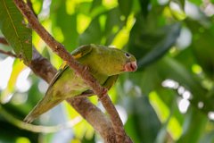 DPPhotography - Pantanal - Yellow-chevroned parakeet - F
