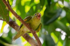 DPPhotography - Pantanal - Yellow-chevroned parakeet - G