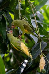 DPPhotography - Pantanal - Yellow-chevroned parakeet - H