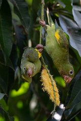 DPPhotography - Pantanal - Yellow-chevroned parakeet - I
