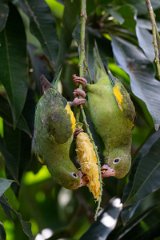 DPPhotography - Pantanal - Yellow-chevroned parakeet - K