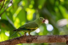 DPPhotography - Pantanal - Yellow-chevroned parakeet - L