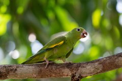 DPPhotography - Pantanal - Yellow-chevroned parakeet - M