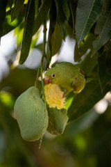 DPPhotography - Pantanal - Yellow-chevroned parakeet - O