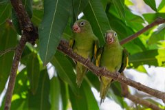 DPPhotography - Pantanal - Yellow-chevroned parakeet - P