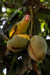 DPPhotography - Pantanal - Yellow-chevroned parakeet - R