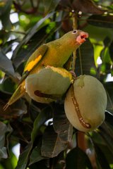DPPhotography - Pantanal - Yellow-chevroned parakeet - S