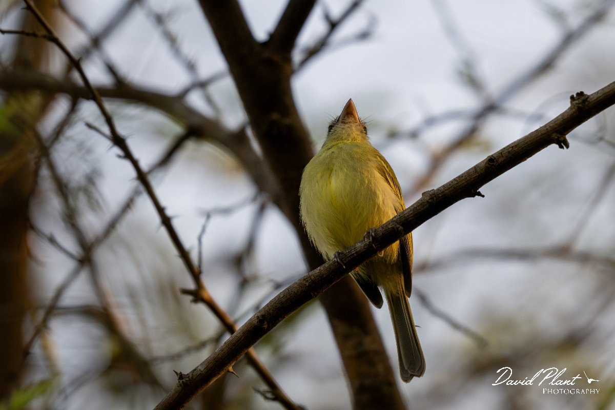 DPPhotography - Pantanal - Yellow-olive flatbill - A.jpg - Yellow-olive flatbill - Pantanal, Brazil